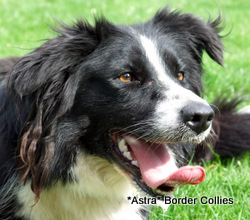 Queen, black and white smooth coated border collie